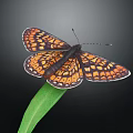 Orange and Black Patterned Butterfly Perched on Green Leaf Against Black Background 3d model