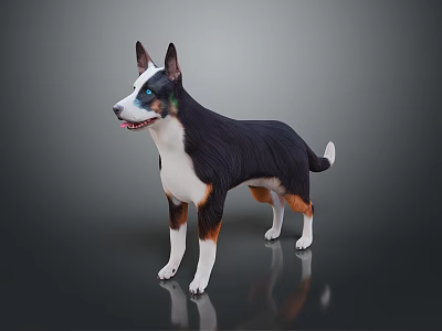 Detailed 3D Character Model of Black White Brown Dog Standing on Dark Reflective Surface 3d model