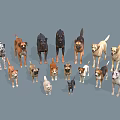 Various Dog Breeds Standing Together In Group Against Gray Background