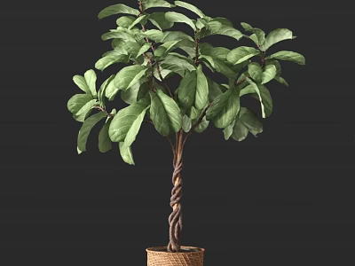 Lush Green Bonsai Potted Plant With Twisted Trunk In Brown Pot For Indoor Decoration 3d model