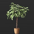 Lush Green Bonsai Potted Plant With Twisted Trunk In Brown Pot For Indoor Decoration