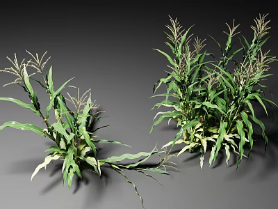 Healthy Corn Crop Plants With Green Leaves And Tassels Growing 3d model