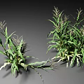 Healthy Corn Crop Plants With Green Leaves And Tassels Growing