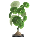 Modern Food Collection Plant suit Potted Plant 3d model