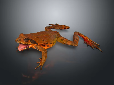 Orange Brown Frog Displaying Open Mouth Extended Limbs on Dark Background with Natural Amphibian Features 3d model
