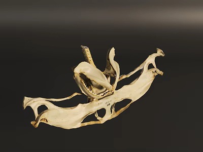 Intricate Animal Skeletal Structure With Detailed Bone Formation And Curves 3d model