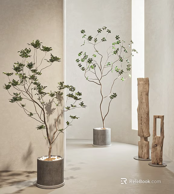 Indoor Bonsai Potted Plants With Green Leaves In Concrete Pots And Wooden Decor 3d model 