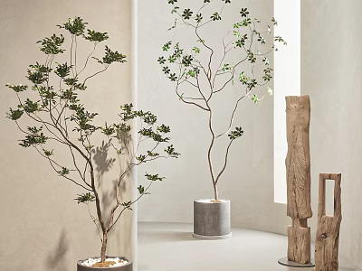Indoor Bonsai Potted Plants With Green Leaves In Concrete Pots And Wooden Decor 3d model
