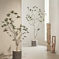 Indoor Bonsai Potted Plants With Green Leaves In Concrete Pots And Wooden Decor