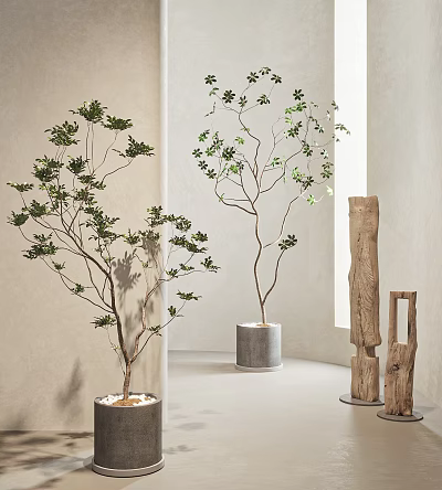 Indoor Bonsai Potted Plants With Green Leaves In Concrete Pots And Wooden Decor 3d model
