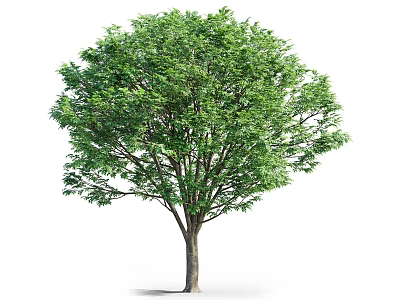 Lush Green Arbor With Dense Foliage And Strong Trunk On White Background 3d model