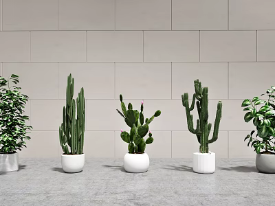 Bonsai Potted Plants in White and Gray Pots Against Light Wall and Gray Floor 3d model