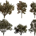 Arbor Trees With Different Crown Shapes And Diverse Foliage Features 3d model