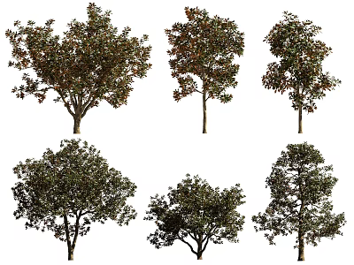 Modern Tree Magnolia Tree Combination 3d model Modern Tree Magnolia Tree Combination 3d model