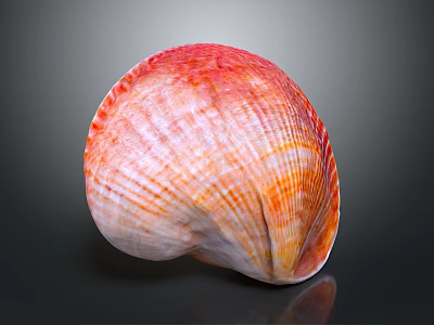 Red And Orange Striped Shellfish Shell With Shiny Surface On Black Background 3d model