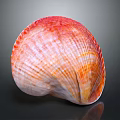 Red And Orange Striped Shellfish Shell With Shiny Surface On Black Background 3d model