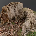 Decaying Old Tree Stump With Natural Texture Surrounded By Fallen Leaves And Grass 3d model