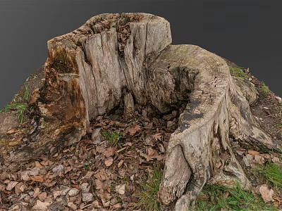 Decaying Old Tree Stump With Natural Texture Surrounded By Fallen Leaves And Grass 3d model