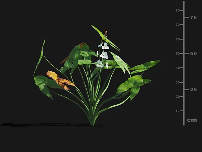 Aquatic Plant Featuring Green Leaves Small White Flowers Yellow Leaf And Cm Scale Showing Height 3d model