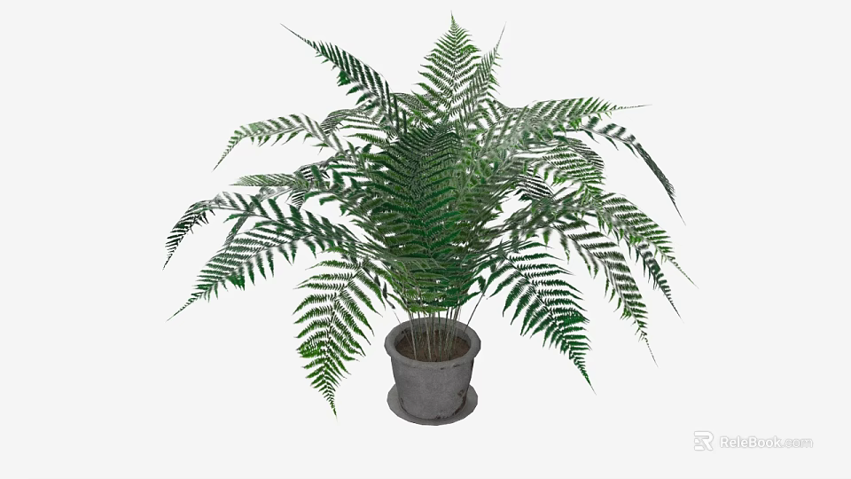 Potted Bonsai Fern Plant with Lush Green Fronds in Gray Decorative Pot 3d model 