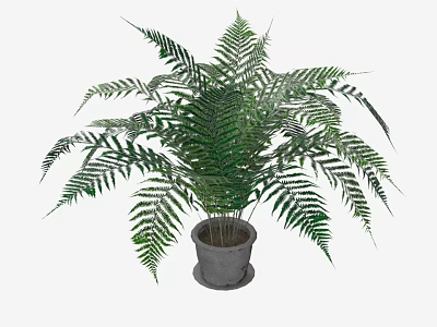 Potted Bonsai Fern Plant with Lush Green Fronds in Gray Decorative Pot 3d model