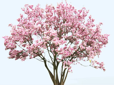 Beautiful Arbor With Pink Blossoms And Brown Trunk On Light Blue Background 3d model