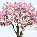 Beautiful Arbor With Pink Blossoms And Brown Trunk On Light Blue Background