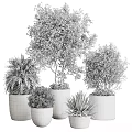 Different Types of Potted Trees and Shrubs in Gray Planters with Green Foliage