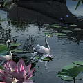 Serene Pond Landscape with White Swans Lotus Flowers and Floating Leaves