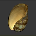 Colorful Conch Shell With Brown White Stripes And Orange Interior