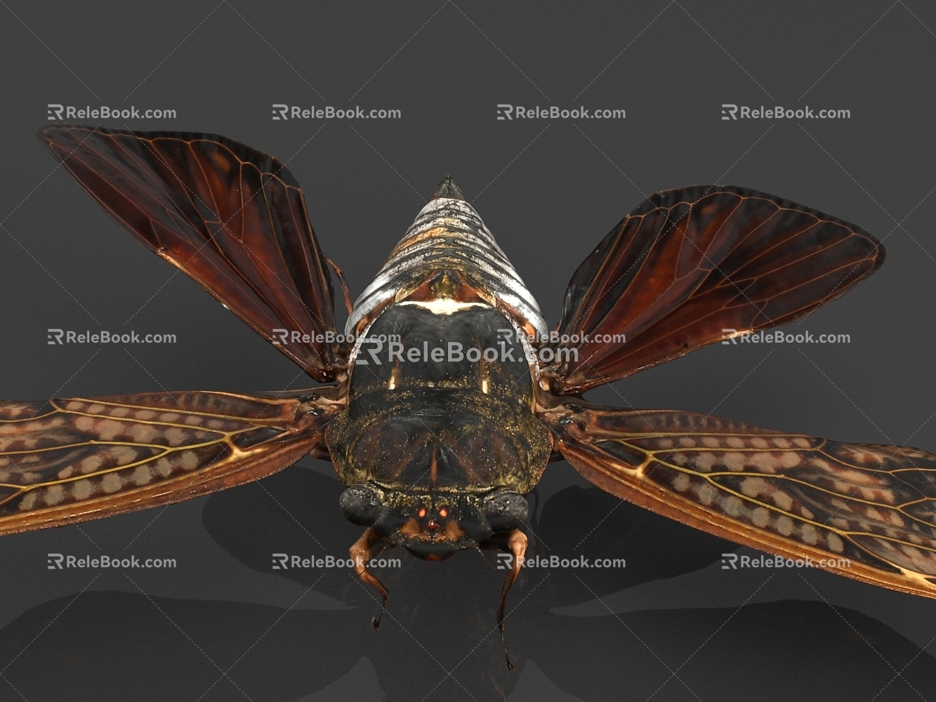 Big Black Cicada 3d model