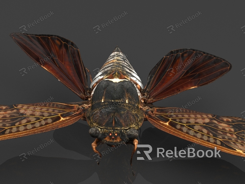 Big Black Cicada model