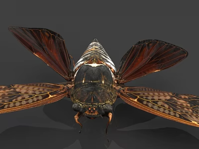 Close Up View Of Cicada With Brown Wings And Detailed Body Structure 3d model