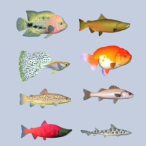 fish freshwater fish aquatic animal 3d model