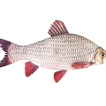 Various Colorful Aquatic Fish Species With Silver Striped And Golden Bodies