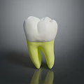 Dental Medical Device Anatomical Model With White Crown And Yellow Root Structure