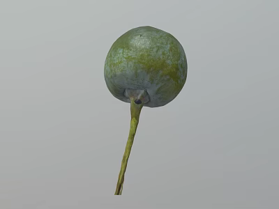 Fresh Green Fruit With Yellow Spots And Long Thin Yellow Stem Against Gray Background 3d model