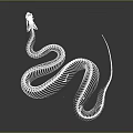 Detailed 3D Snake Skeleton Structure on Gray Background with White Bone Rendering