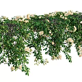 Lush Hanging Vines With Green Leaves And Red Pink Blooms For Garden Decoration