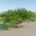 Tall Arbor With Lush Green Leaves Thick Trunk And Visible Roots Against Blue Sky