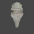Animal Skull Detailed Skeletal Structure With Eye Socket And Teeth On Dark Background