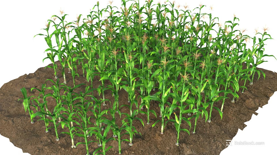 Vibrant Green Corn Plants Thriving In Garden Landscape With Nutrient Rich Soil 3d model 