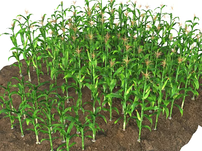 Vibrant Green Corn Plants Thriving In Garden Landscape With Nutrient Rich Soil 3d model