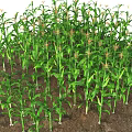 Vibrant Green Corn Plants Thriving In Garden Landscape With Nutrient Rich Soil