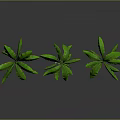 Three Green Tropical Plants With Broad Leaves And Reflections On Gray Background