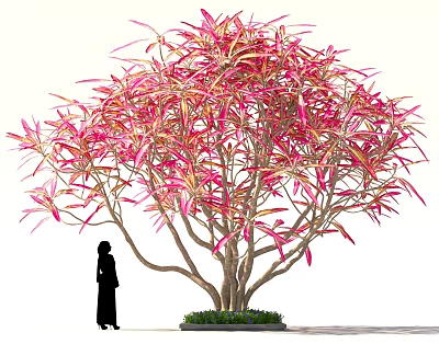 Tall Bush Featuring Pink And Red Foliage Beside Person Silhouette 3d model