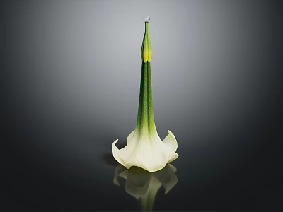 Elegant White Calla Lily Flower With Green Stem On Black Background And Reflection 3d model