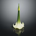 Elegant White Calla Lily Flower With Green Stem On Black Background And Reflection
