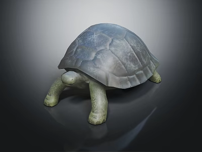Realistic Gray Turtle Crawling With Detailed Textured Shell On Dark Background 3d model