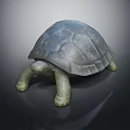 Realistic Gray Turtle Crawling With Detailed Textured Shell On Dark Background 3d model